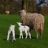Jigsaw: Sheep And Lamb