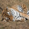 Jeu Jigsaw: Sleeping Tiger en plein ecran
