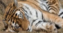 Jeu Jigsaw: Sleeping Tiger