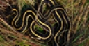 Jeu Jigsaw: Snake In The Grass