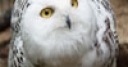 Jeu Jigsaw: Snowy Owl