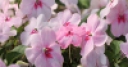 Jeu Jigsaw: Soft Pink Flowers