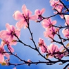 Jeu Jigsaw: Spring Tree en plein ecran
