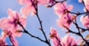 Jeu Jigsaw: Spring Tree