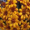 Jeu Jigsaw: Sulmona Flowers en plein ecran