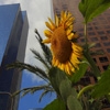Jeu Jigsaw: Sunflower in the City en plein ecran