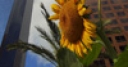 Jeu Jigsaw: Sunflower in the City