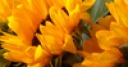 Jeu Jigsaw: Sunflowers