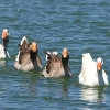 Jeu Jigsaw: Swimming Geese en plein ecran