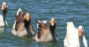 Jeu Jigsaw: Swimming Geese