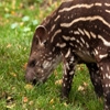 Jeu Jigsaw: Tapir Baby en plein ecran