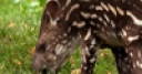 Jeu Jigsaw: Tapir Baby