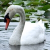Jeu Jigsaw: The Lovely Swan en plein ecran