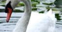 Jeu Jigsaw: The Lovely Swan