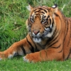 Jeu Jigsaw: Tiger Portrait en plein ecran