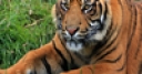 Jeu Jigsaw: Tiger Portrait