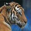 Jeu Jigsaw: Tiger en plein ecran