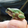 Jeu Jigsaw: Tiny Frog en plein ecran