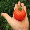 Jeu Jigsaw: Tomato in Hand en plein ecran