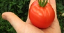 Jeu Jigsaw: Tomato in Hand