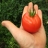 Jigsaw: Tomato in Hand