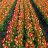 Jeu Jigsaw: Tulip Field en plein ecran