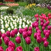 Jeu Jigsaw: Tulip Garden en plein ecran