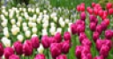 Jeu Jigsaw: Tulip Garden