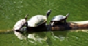 Jeu Jigsaw: Turtle Parade