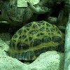 Jeu Jigsaw: Turtle en plein ecran