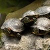 Jeu Jigsaw: Turtles en plein ecran