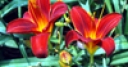 Jeu Jigsaw: Twin Tiger Lilies