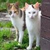 Jeu Jigsaw: Two Cats en plein ecran