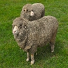 Jeu Jigsaw: Two Sheep en plein ecran