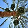 Jeu Jigsaw: Up In The Palm Tree en plein ecran