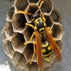Jeu Jigsaw: Wasp en plein ecran