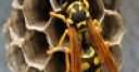 Jeu Jigsaw: Wasp