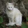 Jeu Jigsaw: White Cat en plein ecran