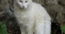 Jeu Jigsaw: White Cat