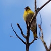 Jeu Jigsaw: Yellow Bird en plein ecran