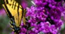 Jeu Jigsaw: Yellow Butterfly