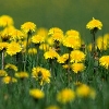 Jeu Jigsaw: Yellow Flowers en plein ecran