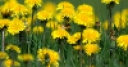 Jeu Jigsaw: Yellow Flowers