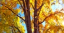 Jeu Jigsaw: Yellow Leaves