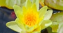 Jeu Jigsaw: Yellow Lily
