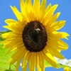 Jeu Jigsaw: Yellow Sunflower en plein ecran