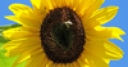 Jeu Jigsaw: Yellow Sunflower