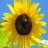 Jigsaw: Yellow Sunflower