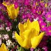 Jeu Jigsaw: Yellow Tulip en plein ecran