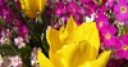 Jeu Jigsaw: Yellow Tulip